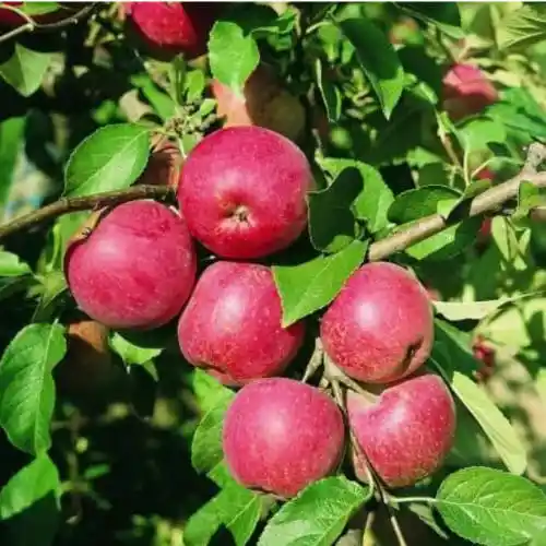 أشجار تفاح BIO مقاومة للجرب